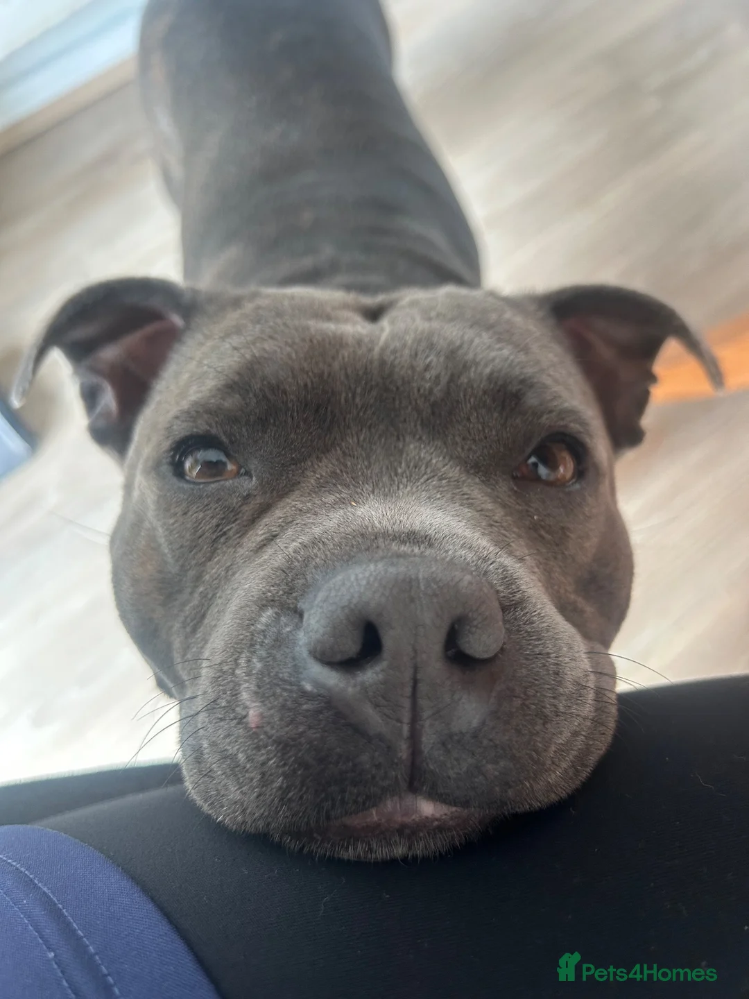 Staffordshire Bull Terrier dogs for sale: STAFFORDSHIRE BULL TERRIER PUPPIES 🐶❤️ in Morpeth - Advert 1