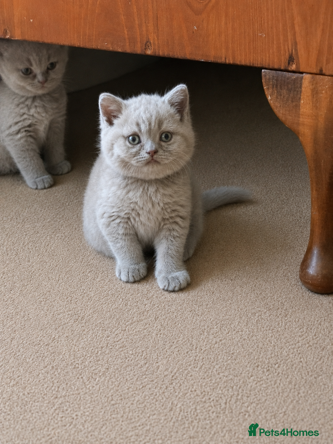 British Shorthair cats Chunky Lilac British Shorthair Kittens for sale!!! - Advert 18