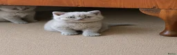 British Shorthair cats for sale: Chunky Lilac British Shorthair Kittens for sale!!! - Advert 1