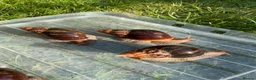Snails invertebrates for sale: Giant African Snails for sale! - Advert 7