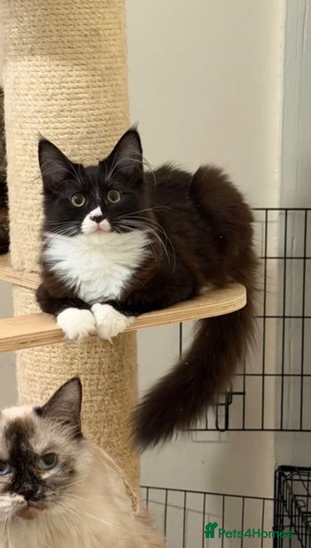 Maine Coon cats Maincoon x Ragdoll kitten male - Advert 2