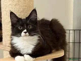 Maine Coon cats Maincoon x Ragdoll ragcoon - Advert 9