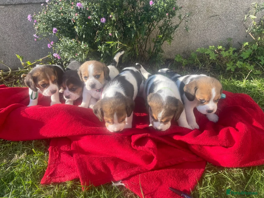 Beagle dogs for sale: Beautiful Beagle Puppies - Advert 1
