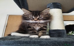 Maine Coon cats for sale: Maine Coon Kittens - Fluffy Chaos Incoming - Image 11