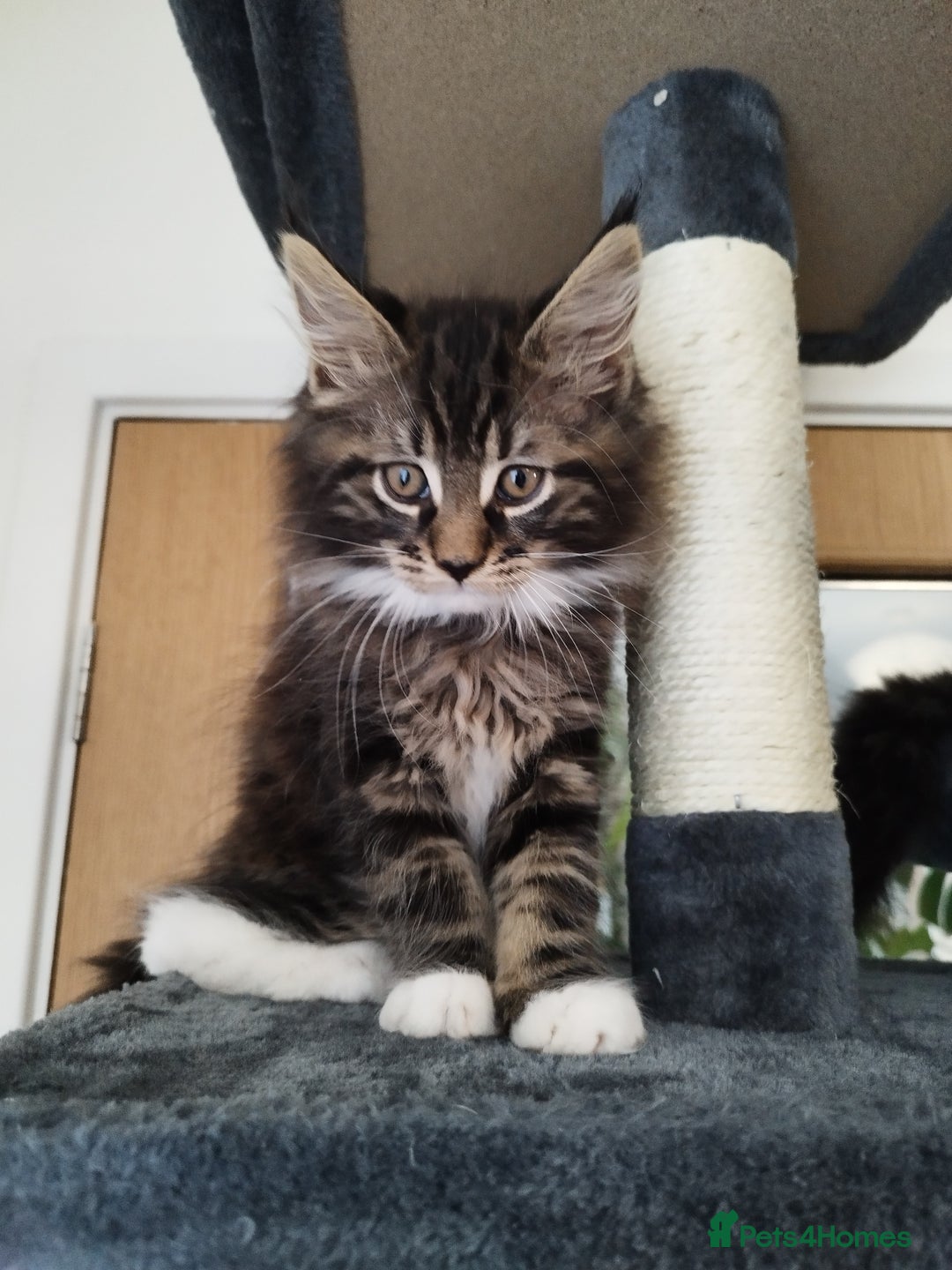 Maine Coon cats for sale: Maine Coon Kittens - Fluffy Chaos Incoming - Image 11