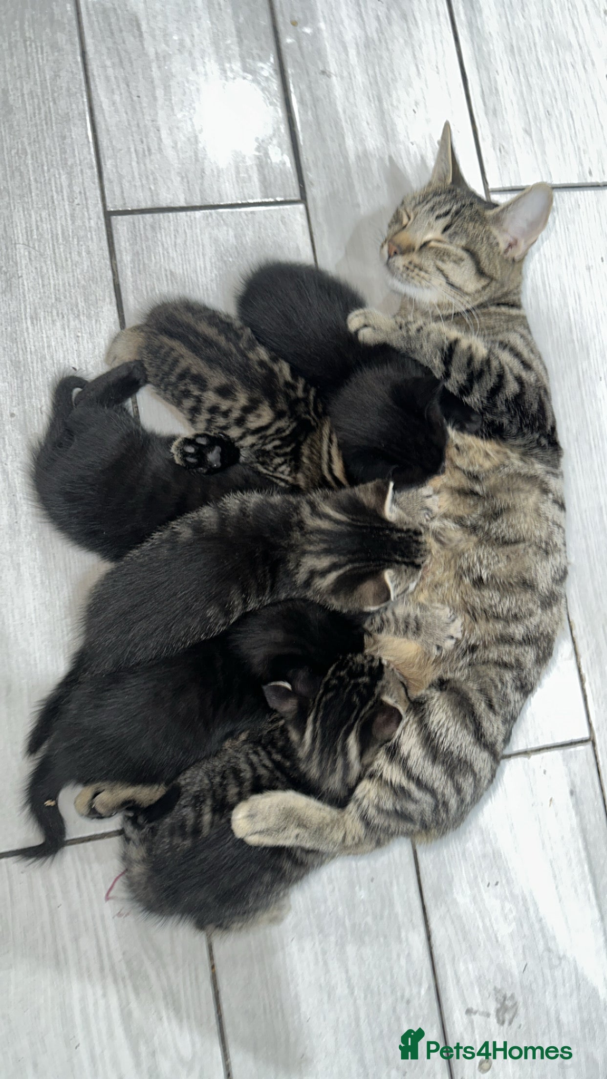 Domestic Shorthair cats Adorable tabby kittens and black kittens  - Advert 1