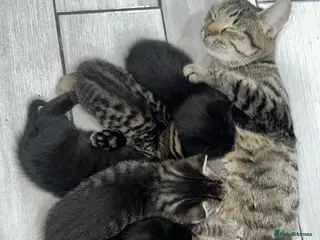 Domestic Shorthair cats Adorable tabby kittens and black kittens - Advert 1
