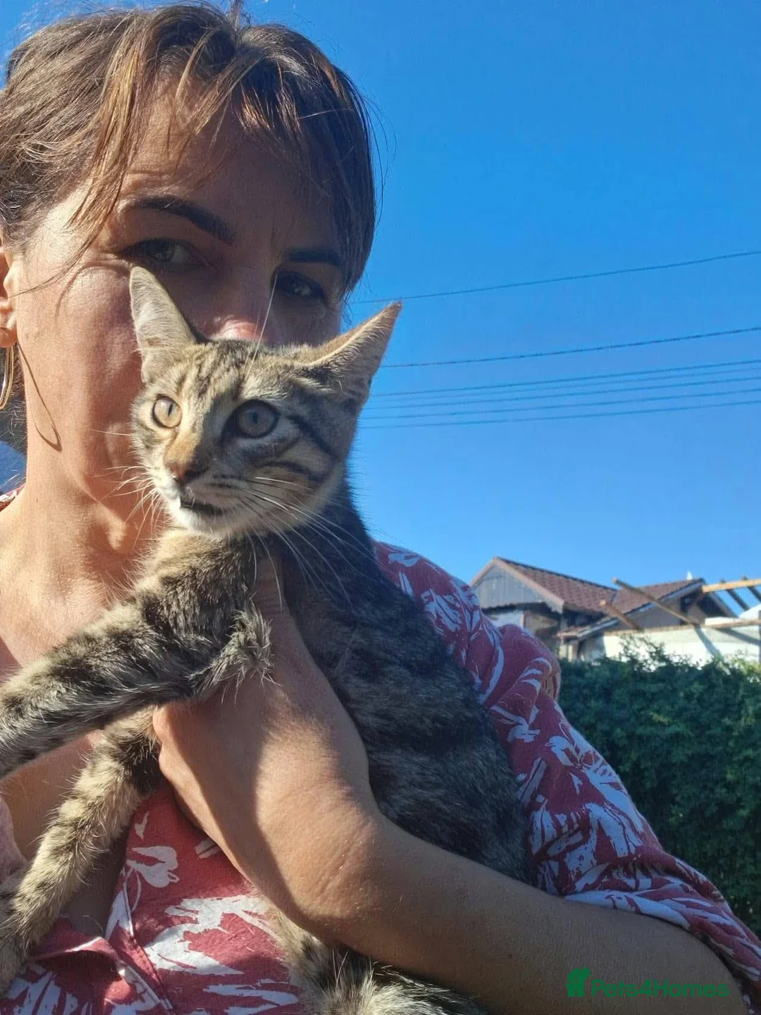Mixed Breed cats for adoption: Lucy for adoption in Doncaster - Advert 2