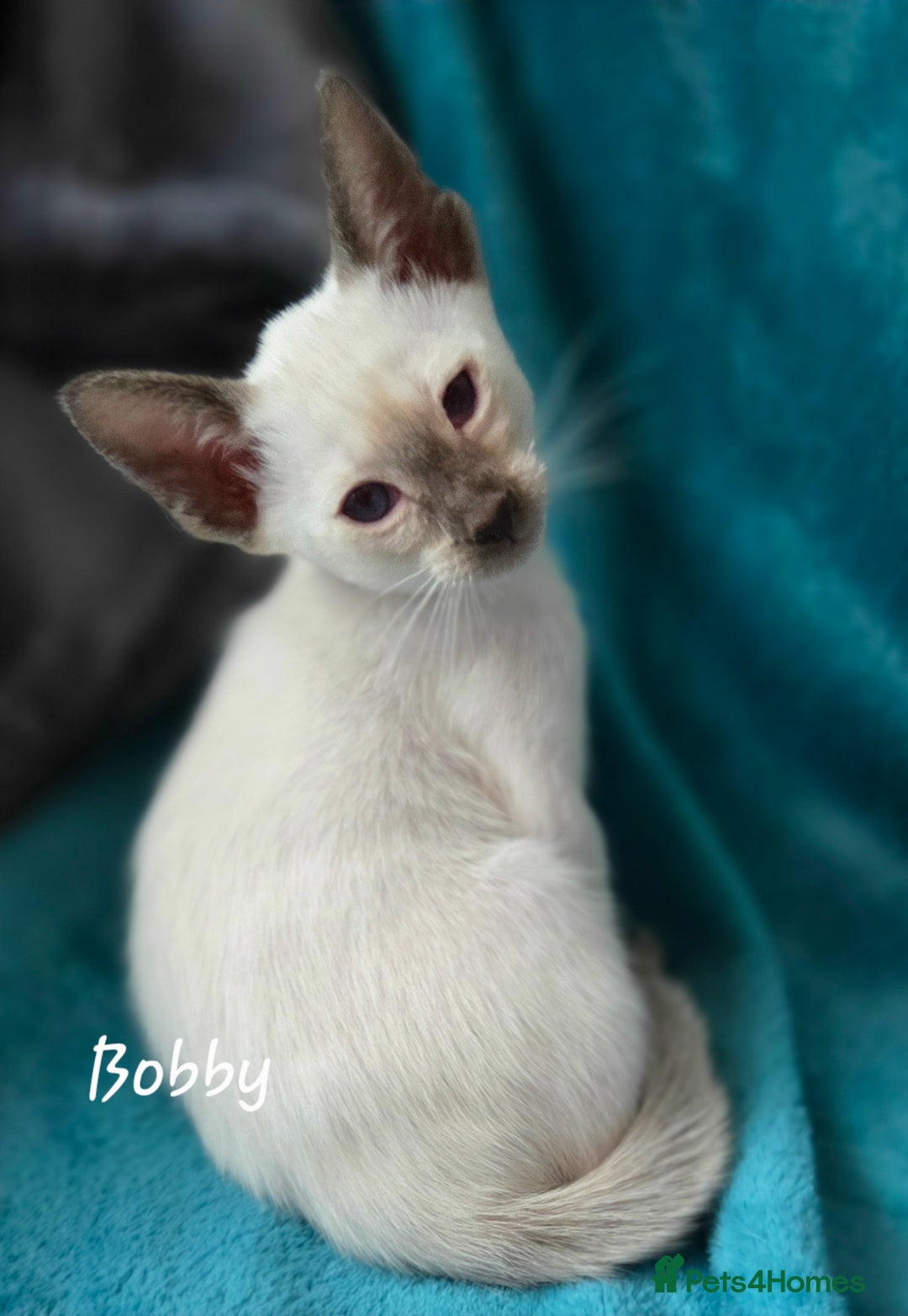 Oriental cats for sale: 8 supersoft GCCF registered Oriental kittens  - Image 8