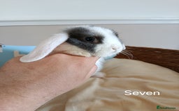 Mini Lop rabbits for sale: Fantastic mini lop babies forsale  - Image 24