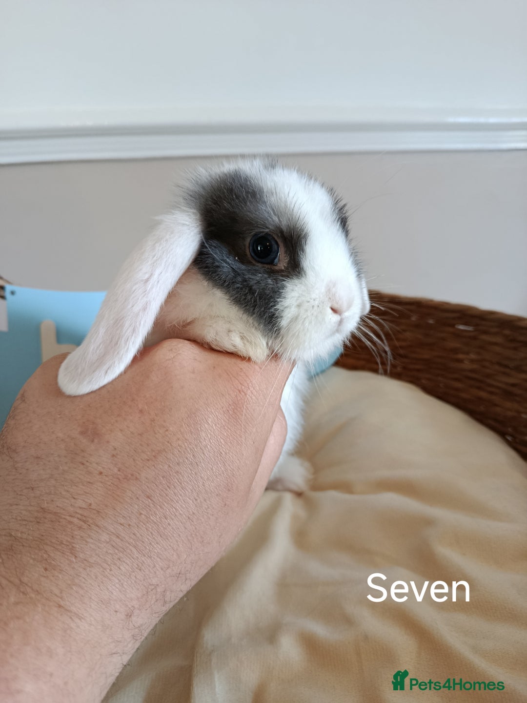 Mini Lop rabbits for sale: Fantastic mini lop babies forsale  - Image 24