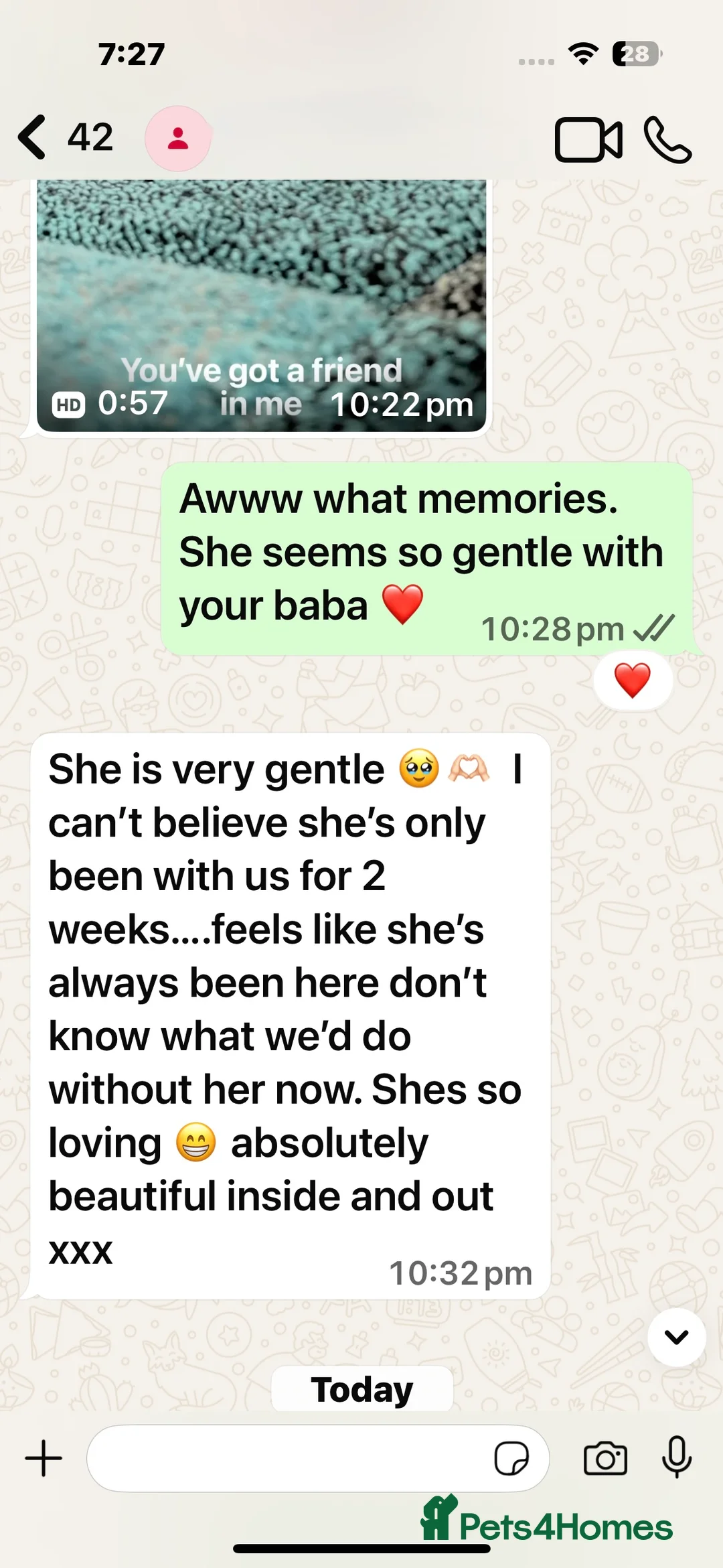 Welsh Corgi Pembroke dogs for sale: Champion bloodlines on both sides, great with kids - Advert 34