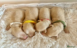 Miniature Dachshund dogs for sale: Cream Litter 5 Star Breeder ⭐️⭐️⭐️⭐️⭐️  - Image 1