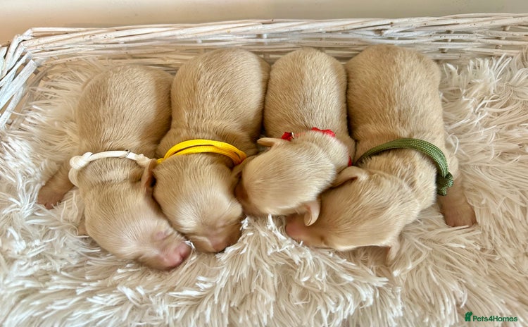 Miniature Dachshund dogs - Advert 12