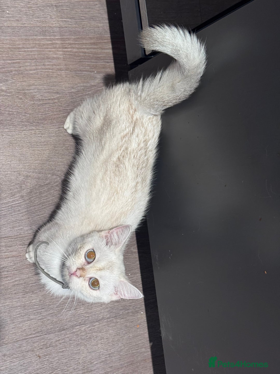 British Shorthair cats for sale: 2 BSH cat for sale - Advert 11