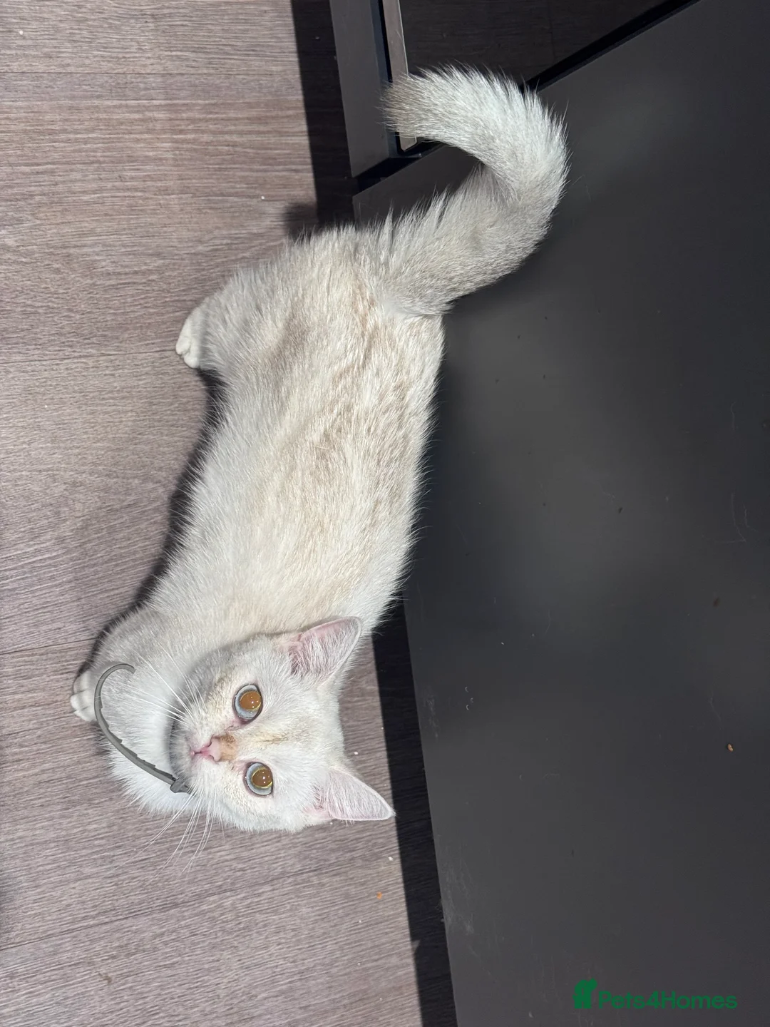 British Shorthair cats for sale: 2 BSH cat for sale - Advert 11