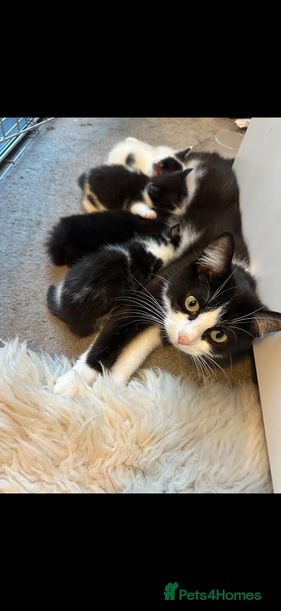 Domestic Shorthair cats Black and white girl kitten  - Advert 1