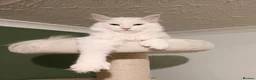 Maine Coon cats for sale: Polydactyl Maine coon kittens  - Advert 10