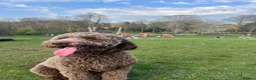Cockapoo dogs for sale: Bodhi the 1 year old  - Advert 5