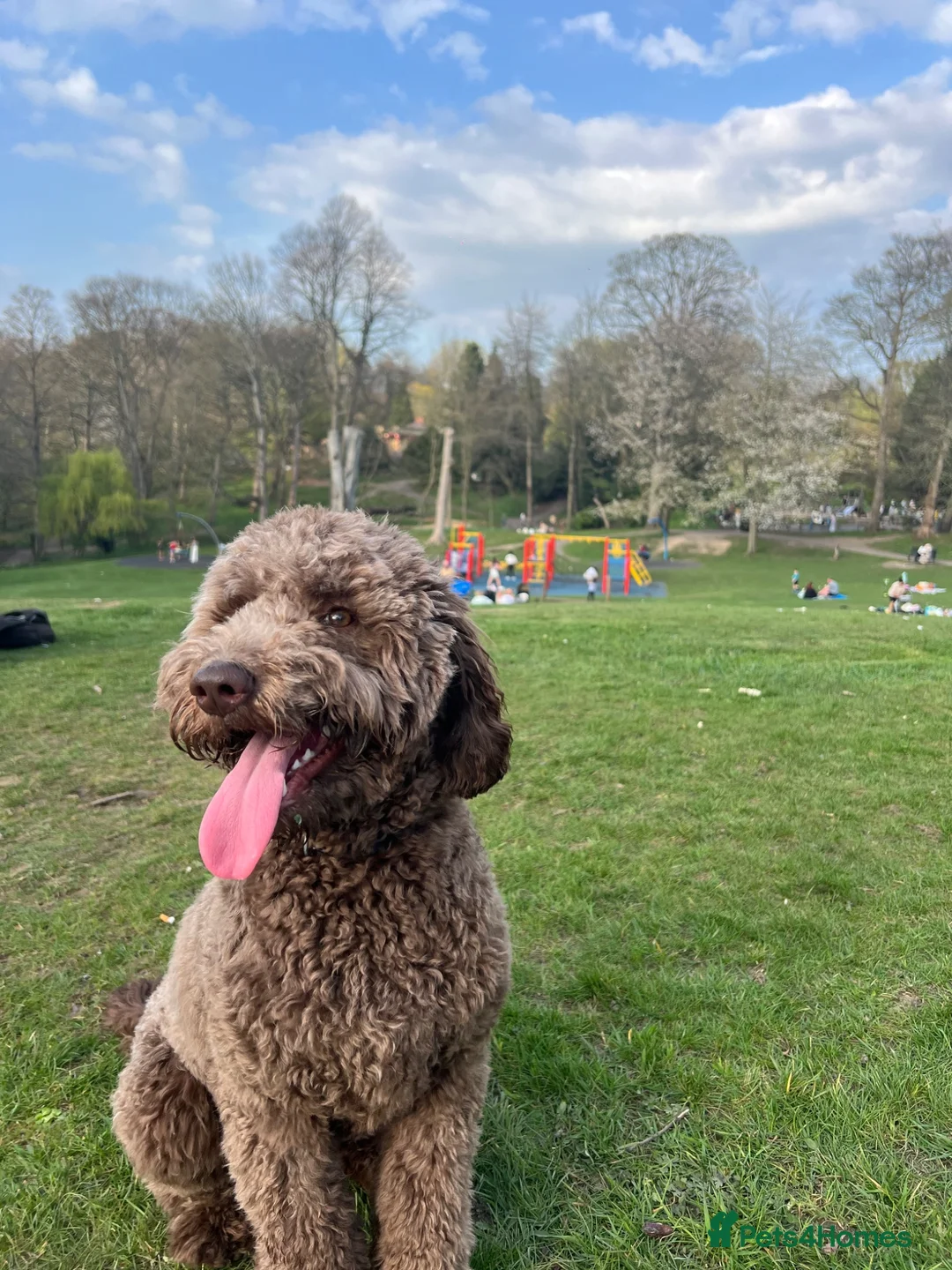 Cockapoo dogs for sale: Bodhi the 1 year old  - Advert 5