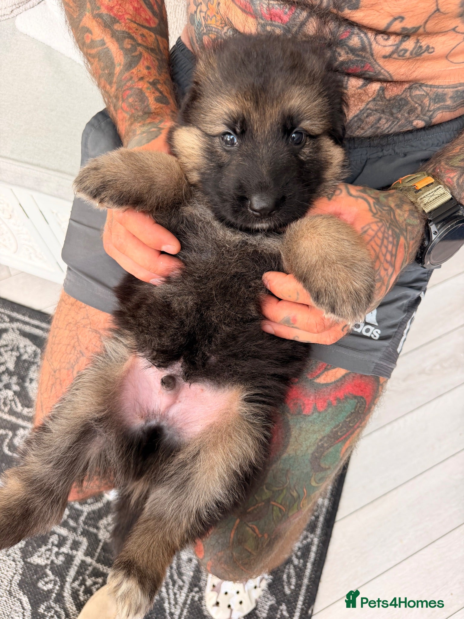 German Shepherd dogs German shepherd puppies  - Advert 11