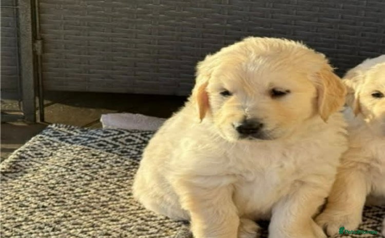 Golden Retriever dogs - Advert 5