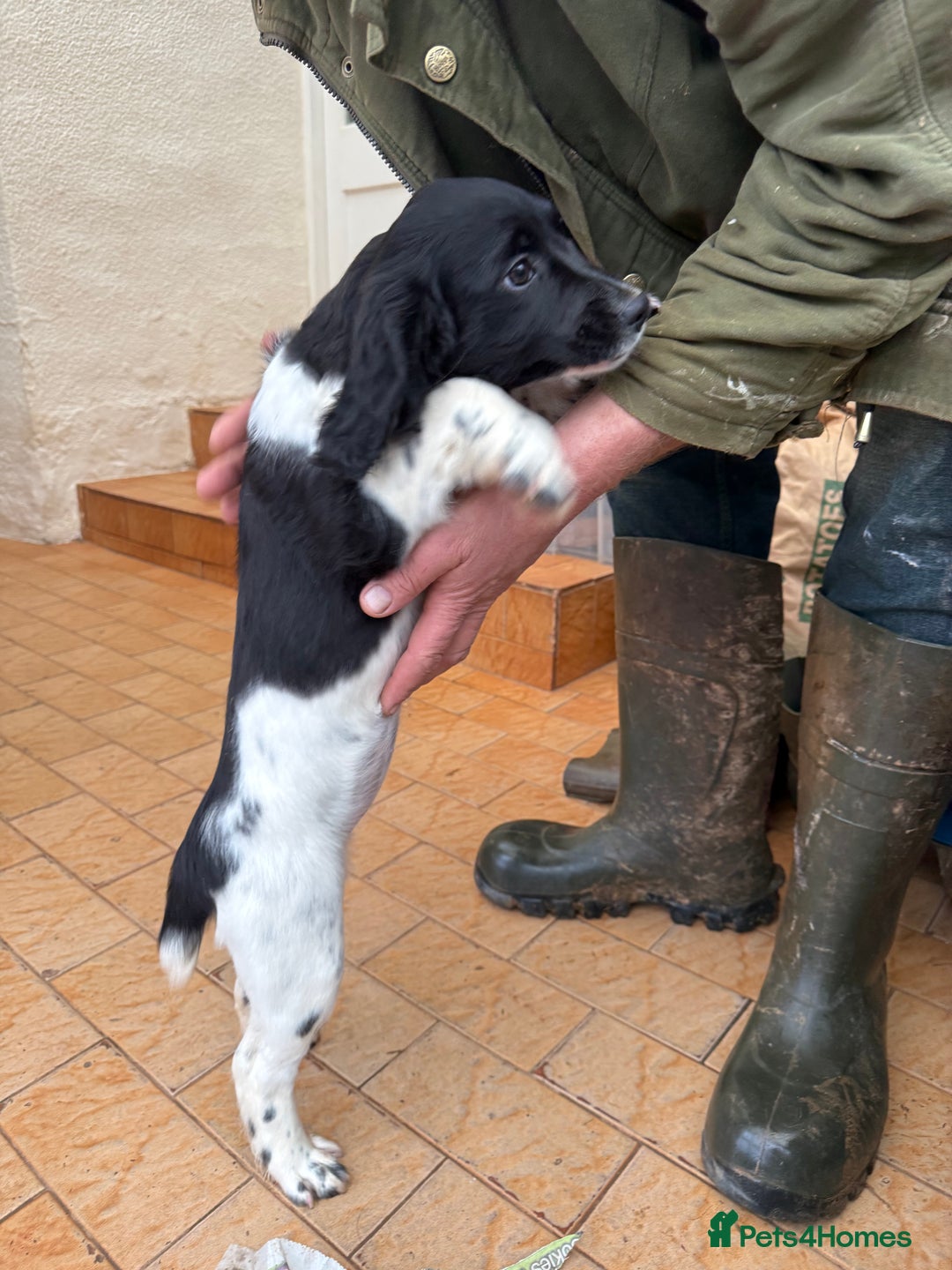 Sprocker dogs for sale: 2 sprockers available  - Advert 5