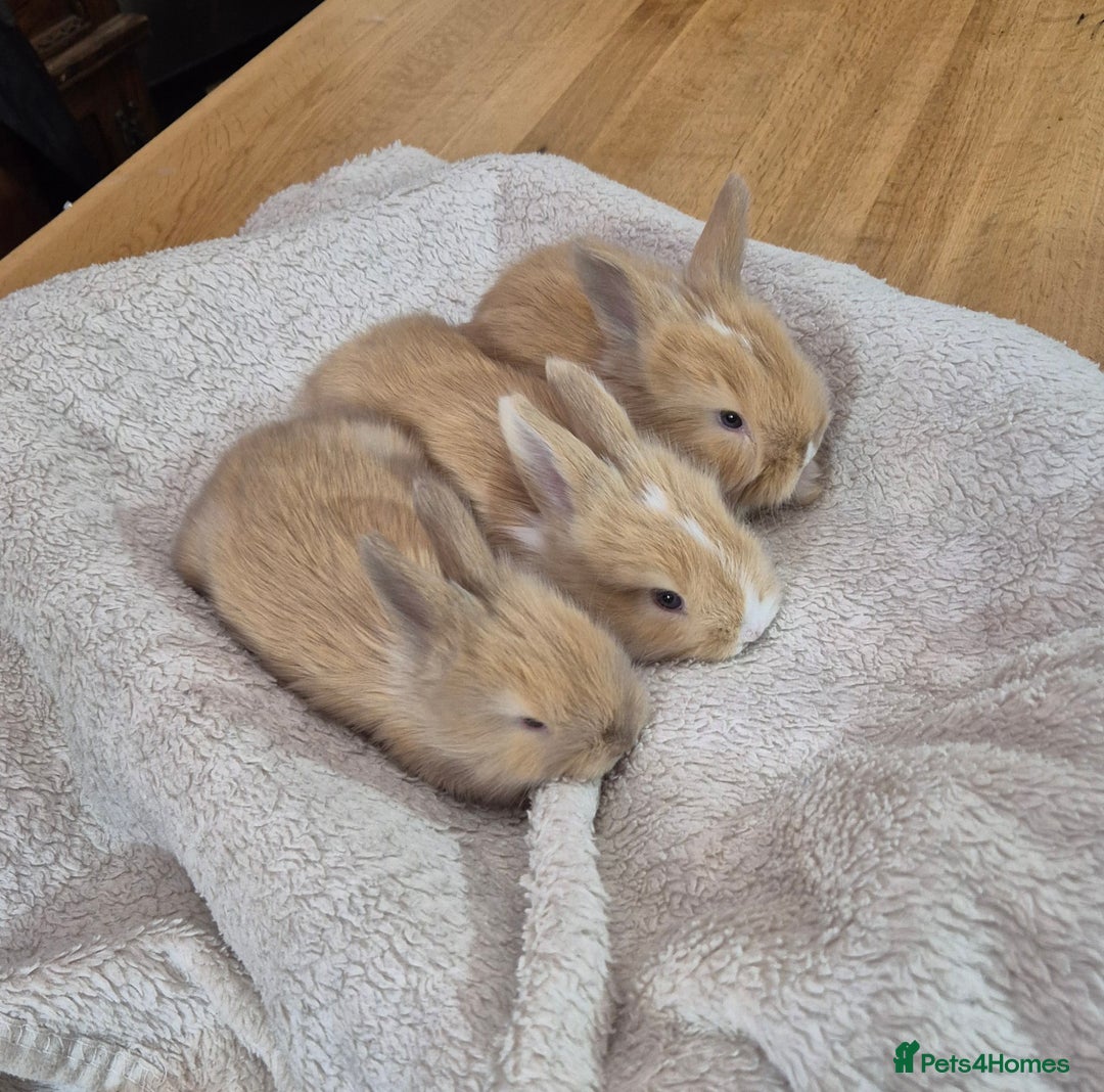 Angora rabbits for sale: Gorgeous Angora Rabbits,  Full (Maxi) faced - Advert 14