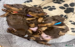 Dachshund dogs for sale: 4 long haired miniature dachshunds. - Image 9