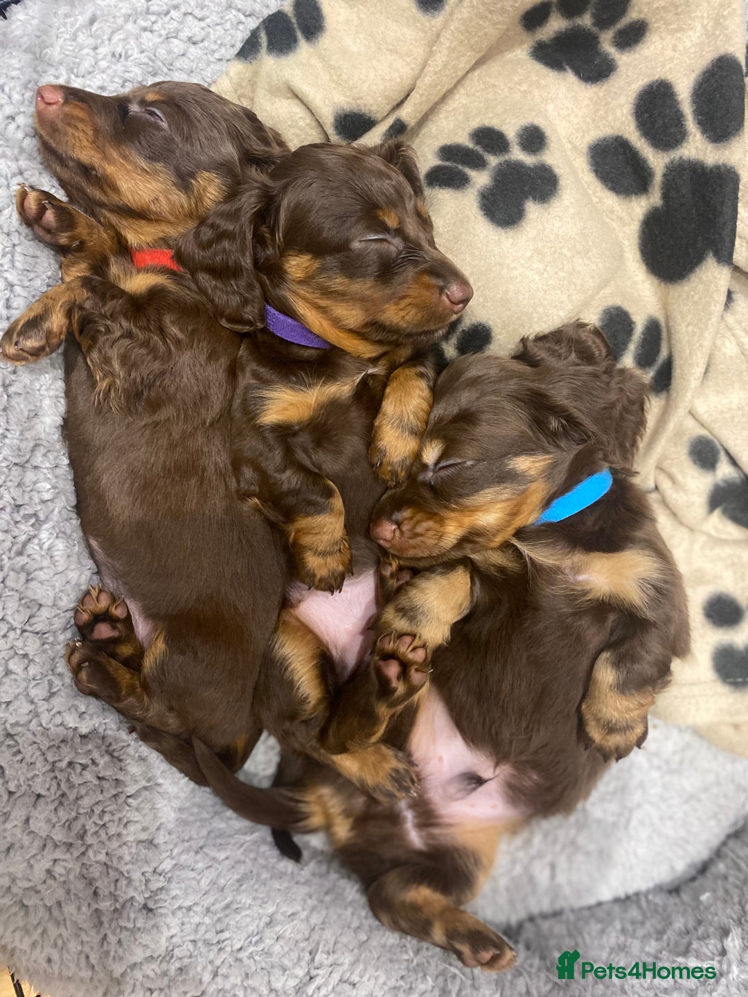 Dachshund dogs for sale: 4 long haired miniature dachshunds. - Image 9
