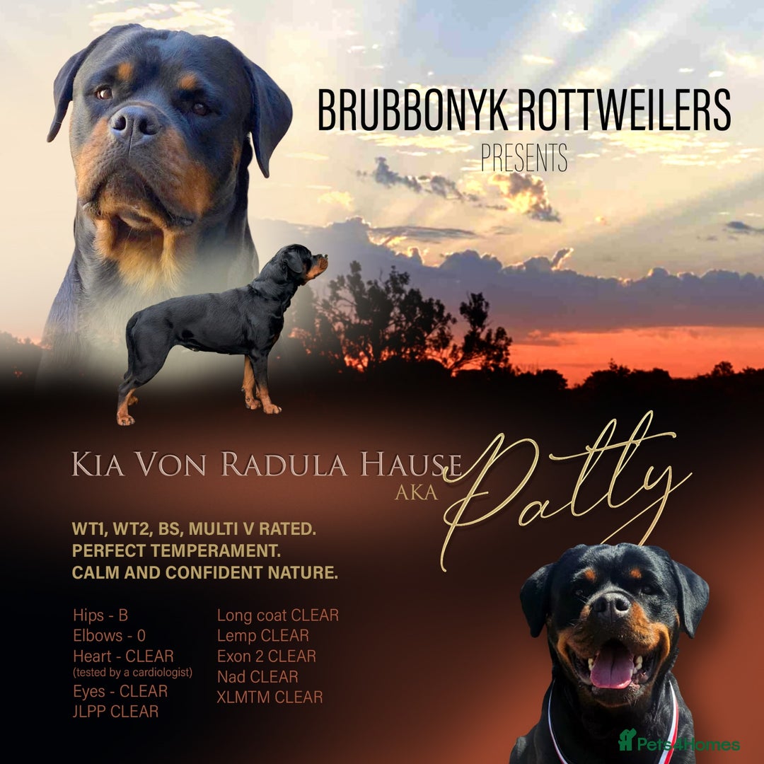 Rottweiler dogs for sale: KC Registered Rottweiler Puppies excellent lineage - Image 17