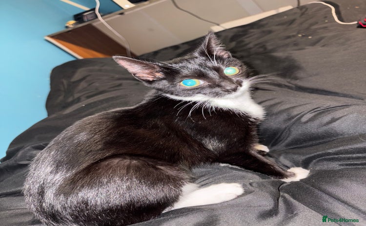 Domestic Shorthair cats Male Tuxedo Cat - £75 - Advert 11
