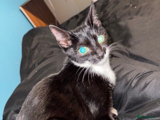 Domestic Shorthair cats Male Tuxedo Cat - £75 - Advert 1