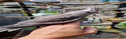 Cockatiels birds for sale: 3 8 week old cockatiels for sale £90 each - Advert 1