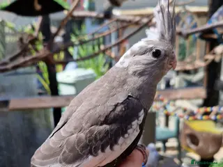 Cockatiels birds 3 8 week old cockatiels for sale £90 each - Advert 1