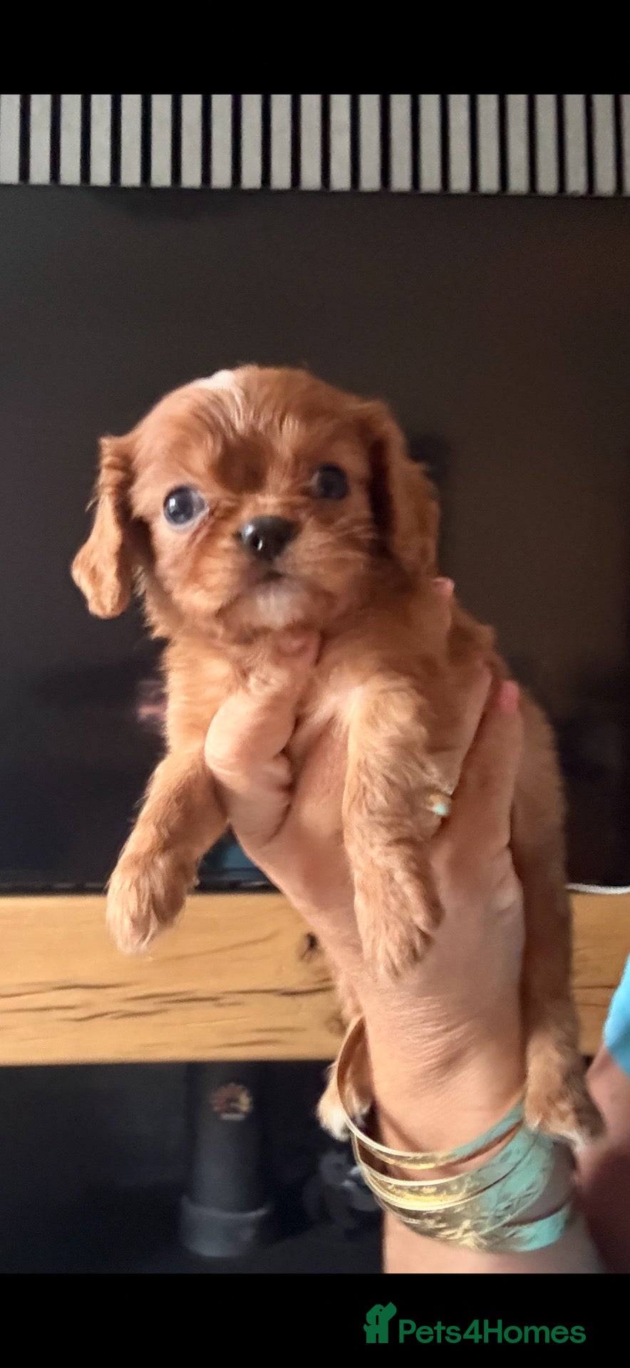 Cavalier King Charles Spaniel dogs DNA clear and kc registered cavalier puppies  - Advert 2