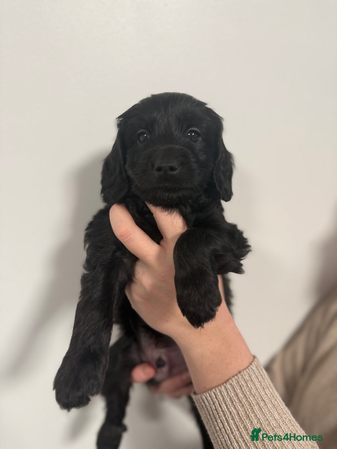 Cockapoo dogs for sale: 4 beautiful F2 Boy Cockapoos  - Advert 7