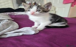 Mixed Breed cats for sale: Two beautiful girls. Ready to leave Saturday  - Image 7