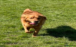 Golden Retriever dogs for sale: Last Stunning Male Pup Health Tested Parents  - Image 11