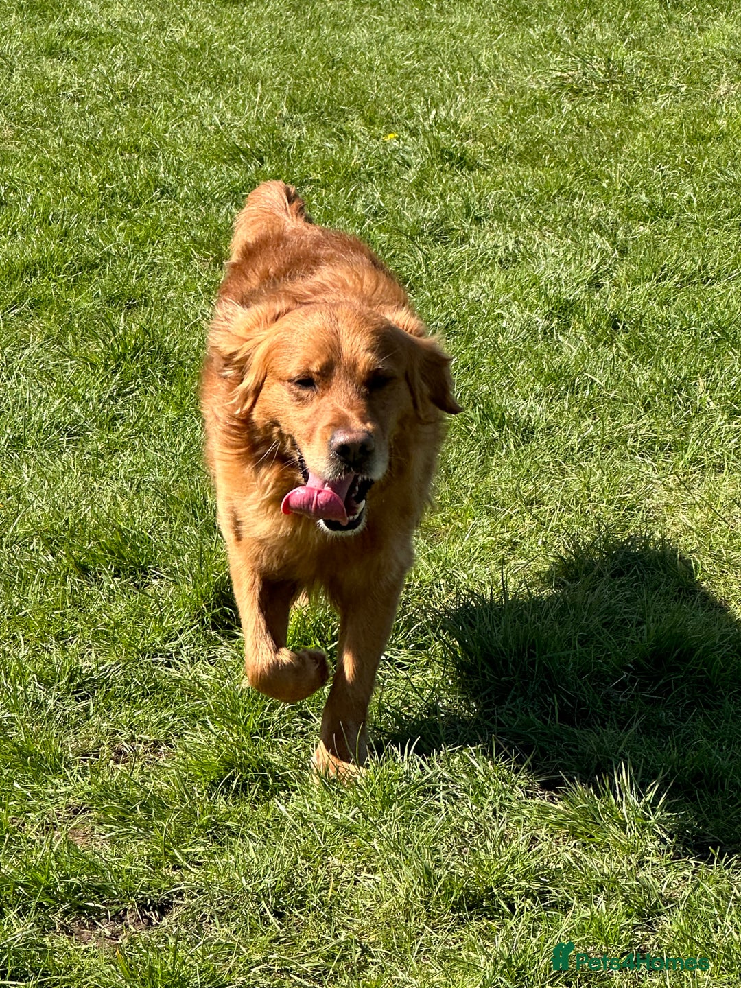Golden Retriever dogs for sale: Last Stunning Male Pup Health Tested Parents  - Image 11