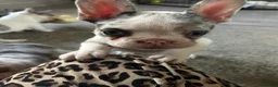 French Bulldog dogs for sale: beautiful french bull dog puppies - Advert 31