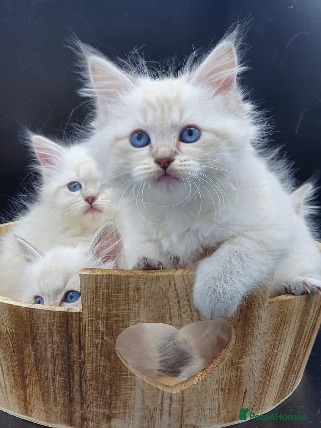 Siberian cats for sale: Blue Eyed Siberian Blue Point Kittens - Advert 16