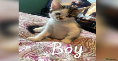 Mixed Breed cats - Advert 16
