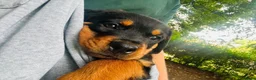 Rottweiler dogs for sale: Exceptional huge Rottweiler pups from amazing line - Advert 10