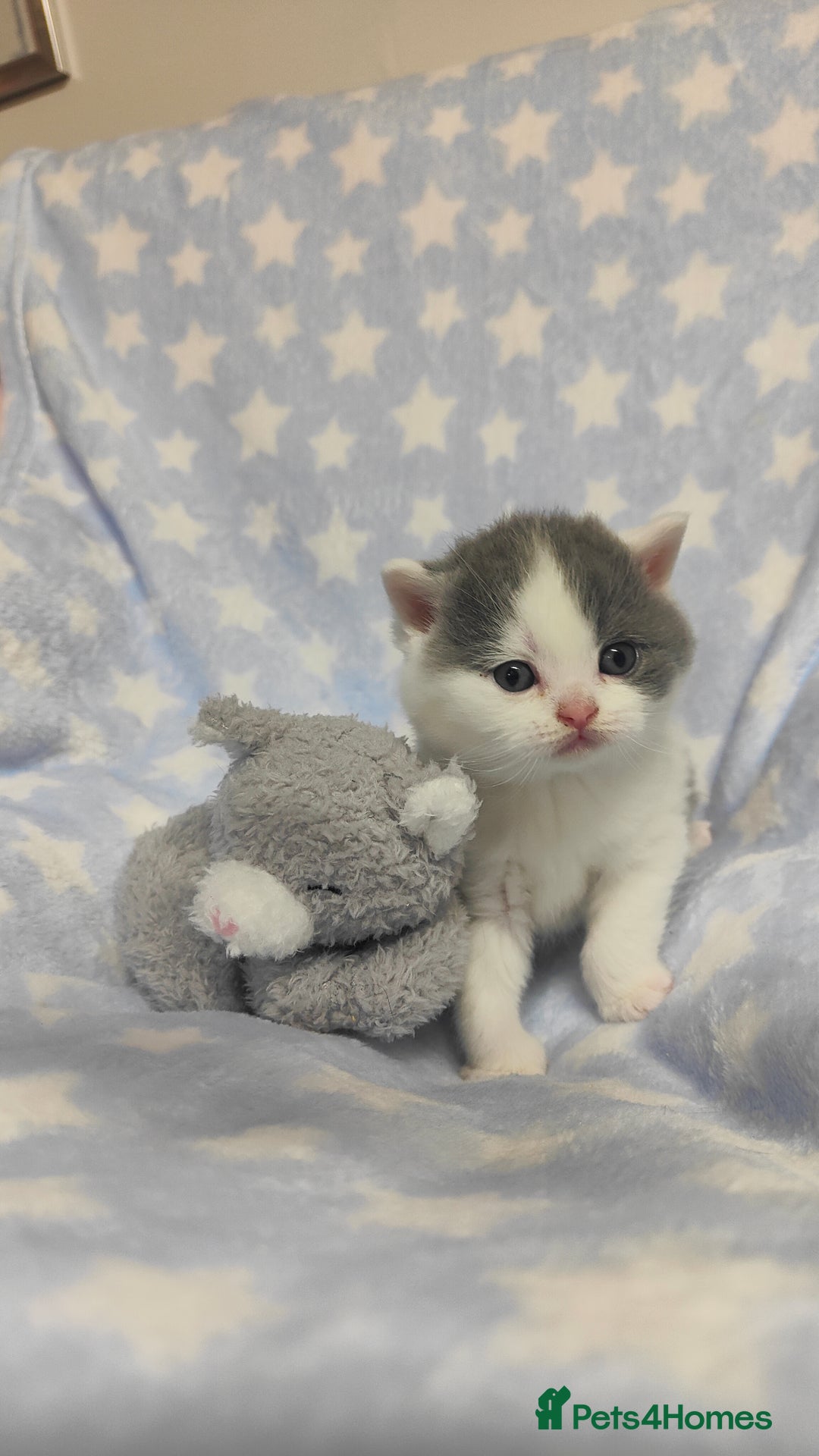 British Shorthair cats for sale: GCCF REGISTERED CHUNKY BRITISH SHORTHAIR KITTENS - Advert 13