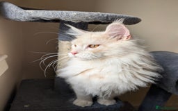 Maine Coon cats for sale: Adult Male Cream Smoke Maine Coon for Sale - Image 4