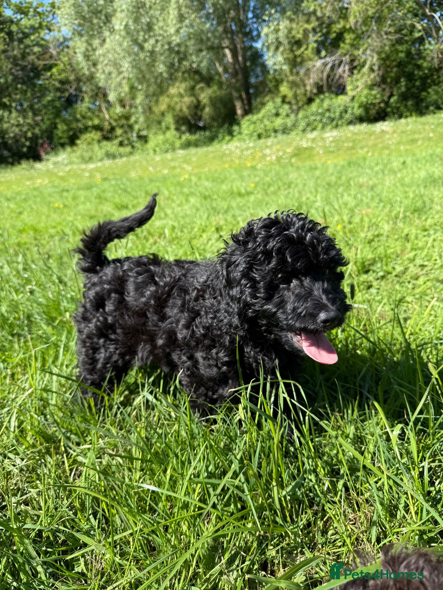 Labradoodle dogs 🐾🐾Advanced trained Therapy/Assistance Puppy🐾🐾 - Advert 1