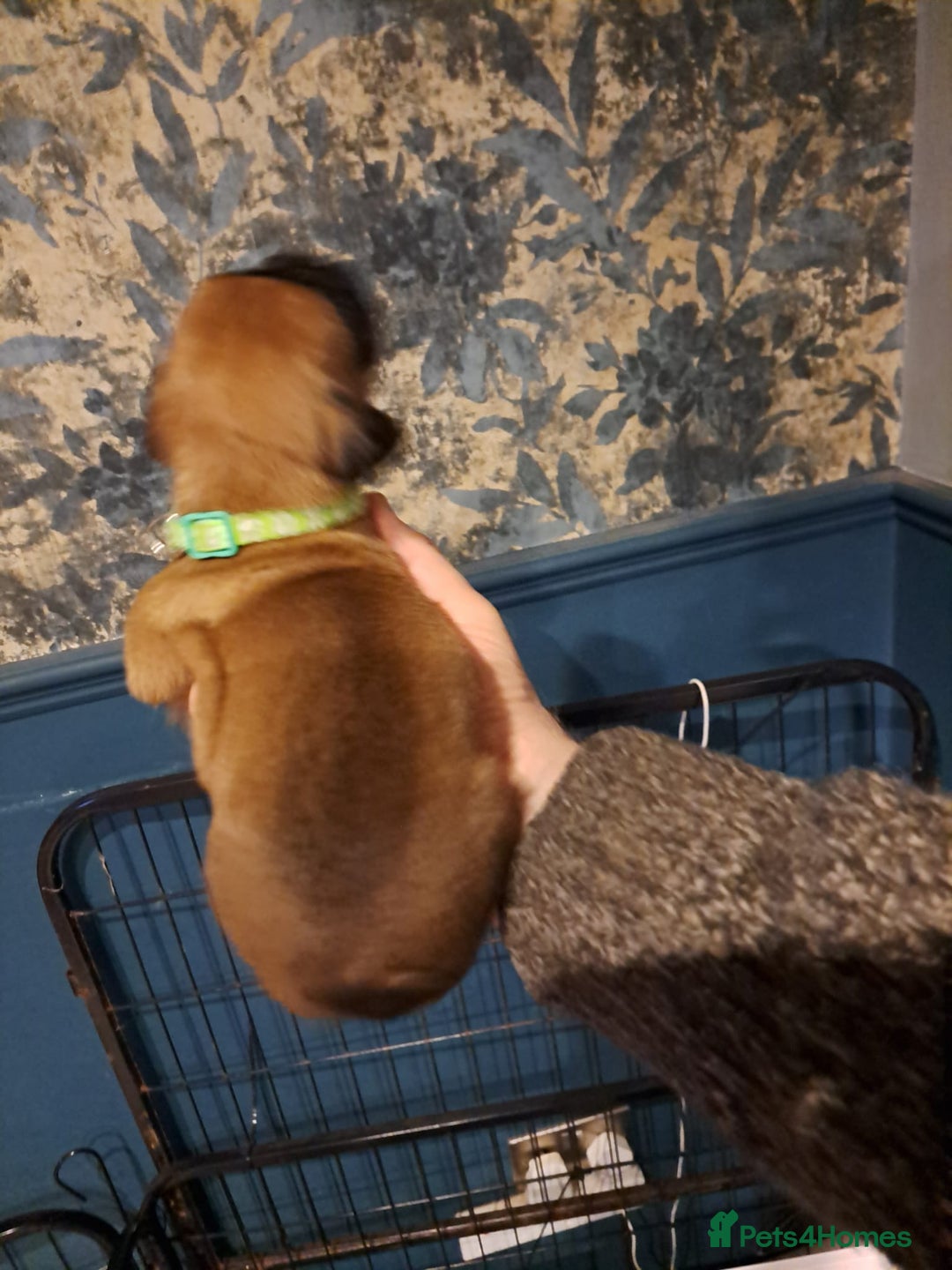 Boxer dogs for sale: ** 1 left*Beautiful bobtail & longtail kc boxer  - Advert 12