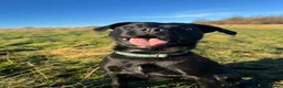 Mixed Breed dogs for sale: 4 year old well trained Patterdale x border  in Sheffield - Advert 2