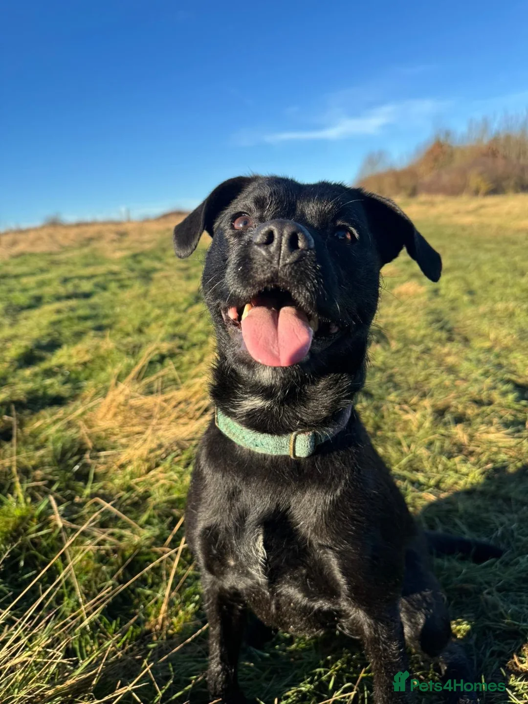 Mixed Breed dogs for sale: 4 year old well trained Patterdale x border  in Sheffield - Advert 2